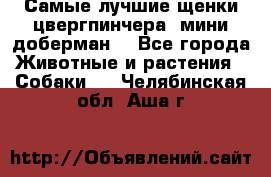 Самые лучшие щенки цвергпинчера (мини доберман) - Все города Животные и растения » Собаки   . Челябинская обл.,Аша г.